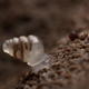 Illustration for article titled A translucent snail has been found in one of the worlds deepest caves